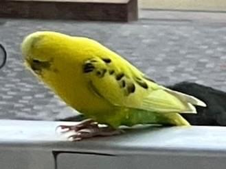 目撃された鳥 目撃された鳥