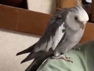 buhuiちゃん buhuiちゃん