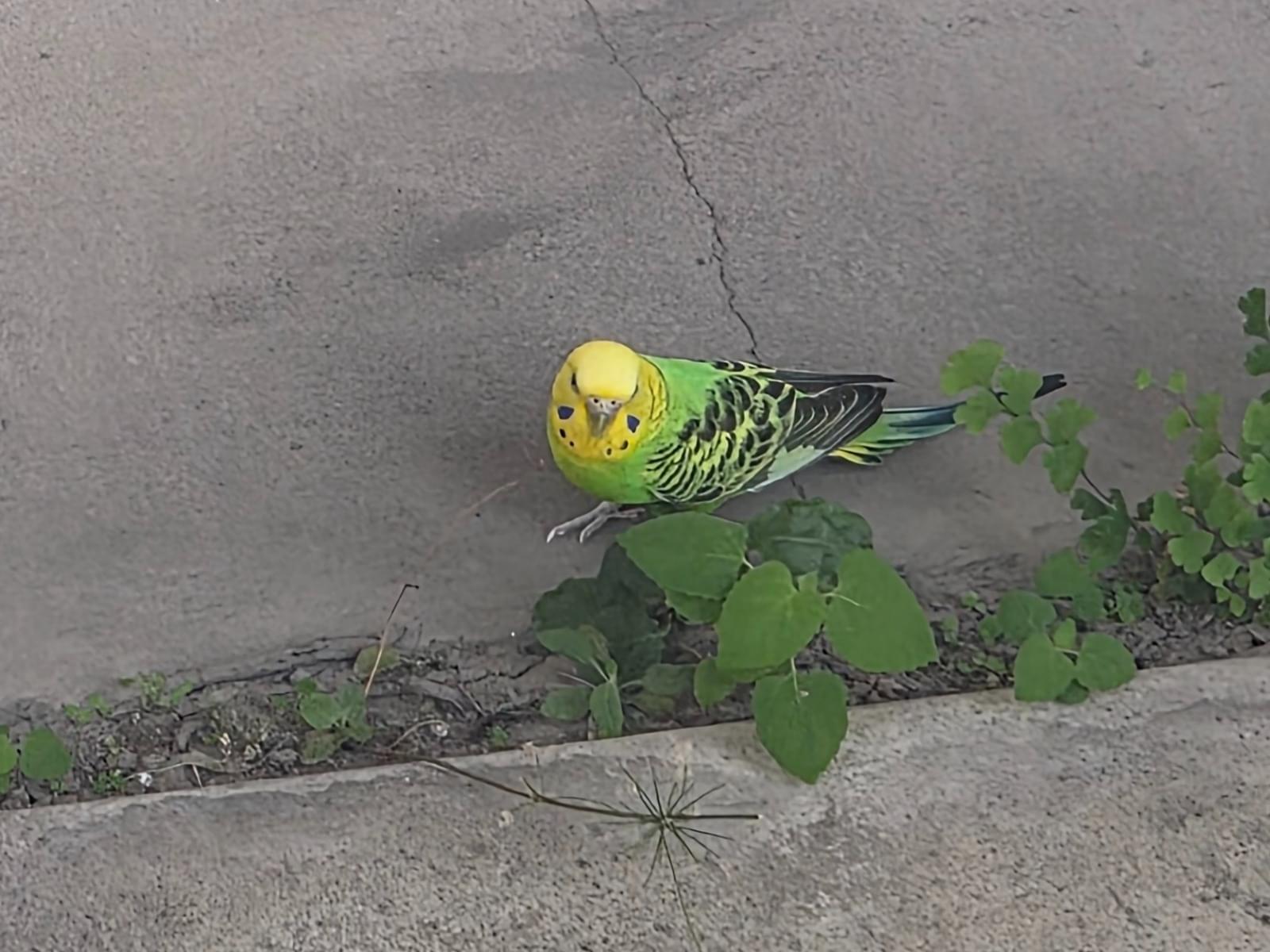 目撃された鳥 目撃された鳥