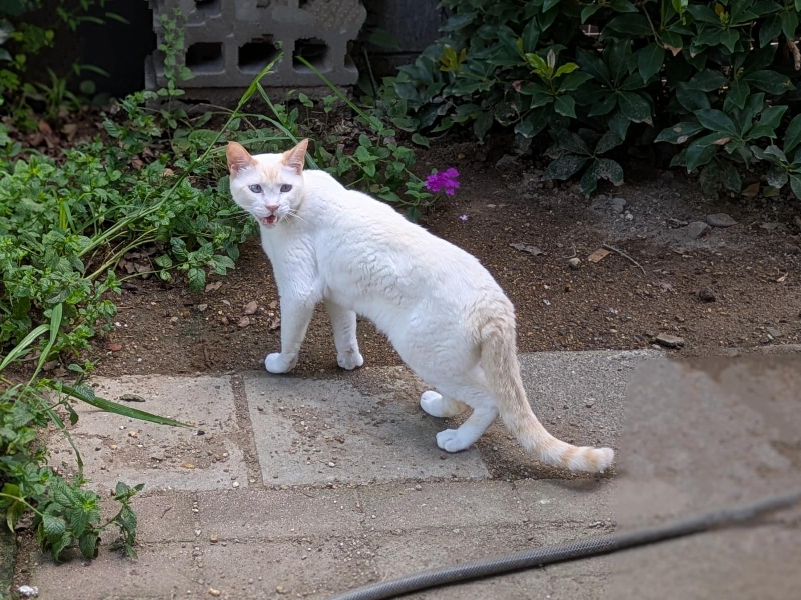 はおちゃん はおちゃん