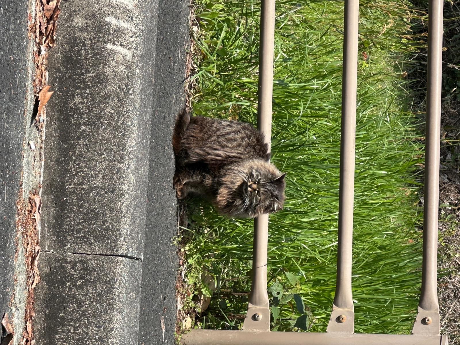 目撃された猫 目撃された猫