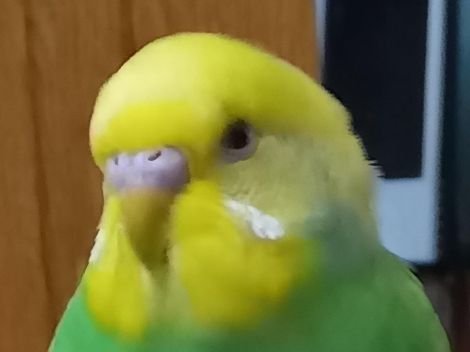 ぴいちゃん ぴいちゃん