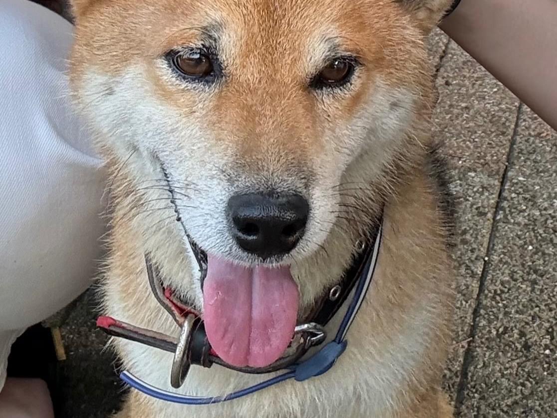 保護された犬 保護された犬