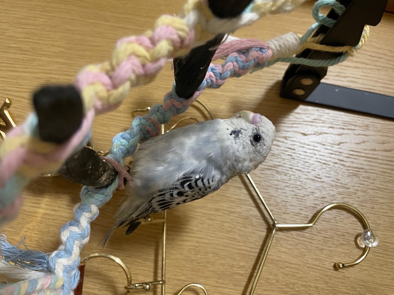 ペルルちゃん