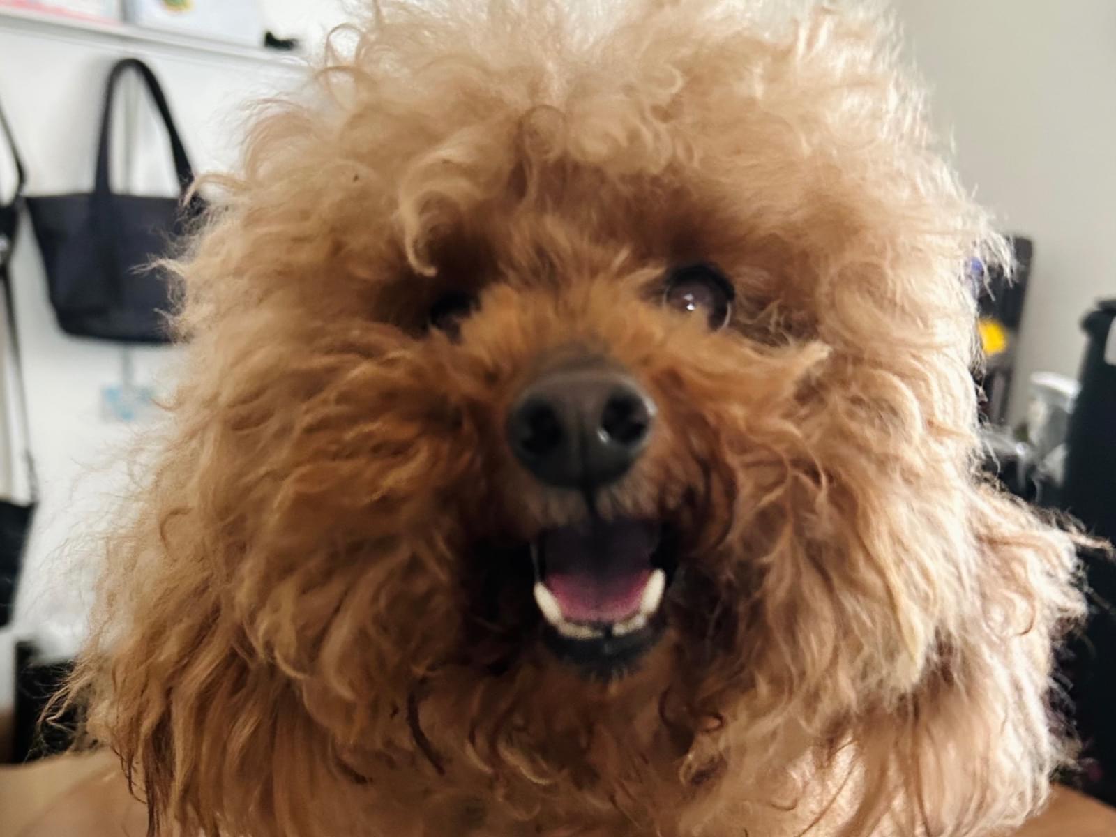 保護された犬 保護された犬