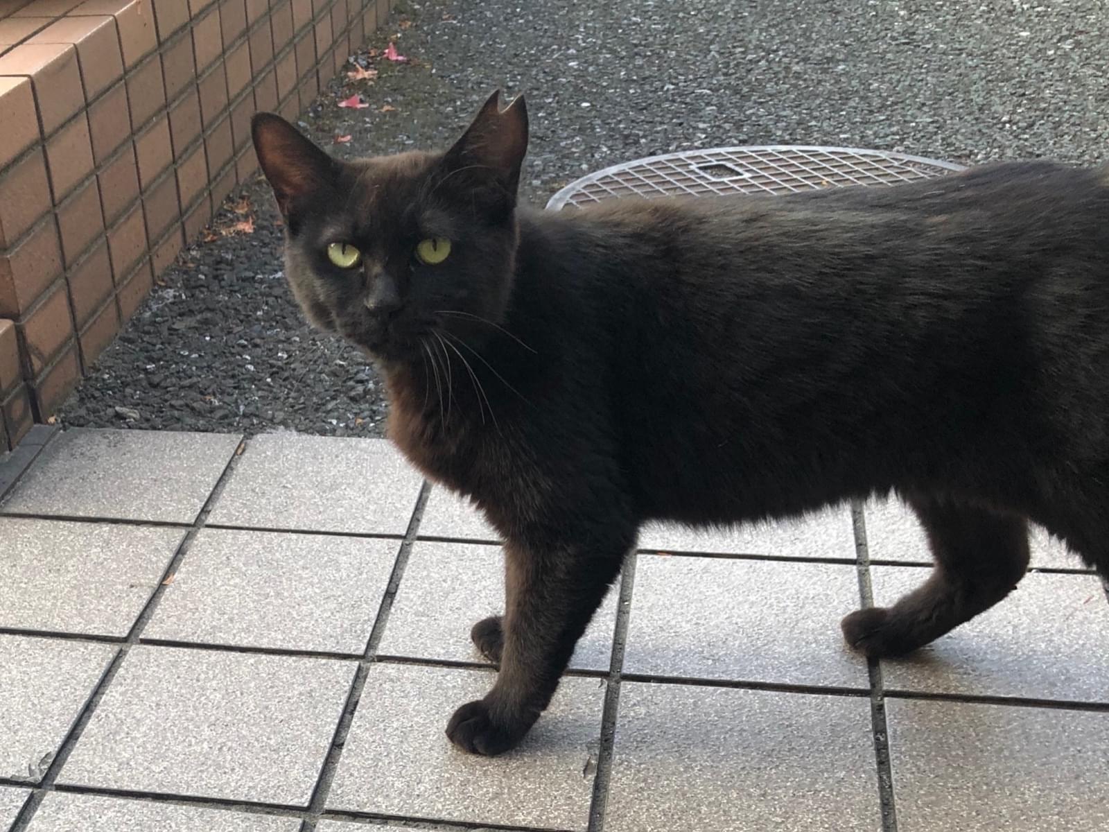 目撃された猫 目撃された猫