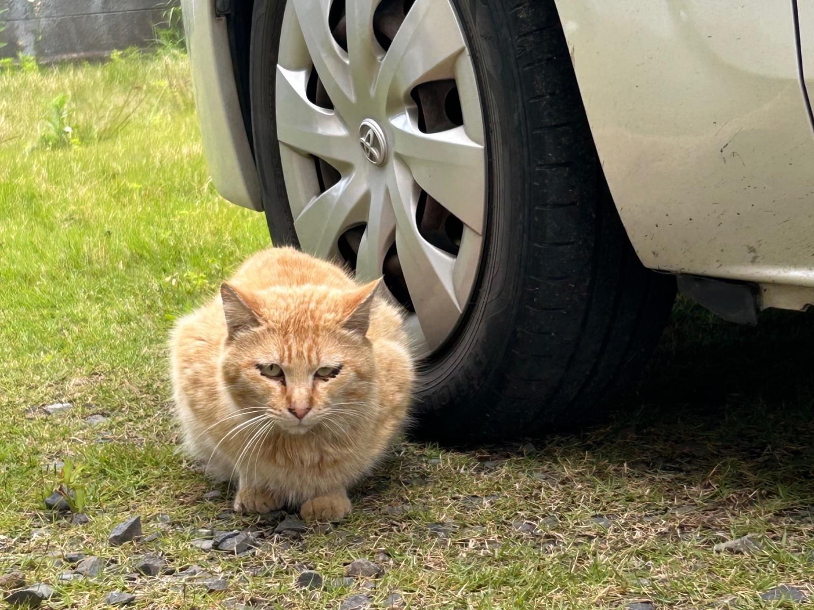 目撃された猫 目撃された猫