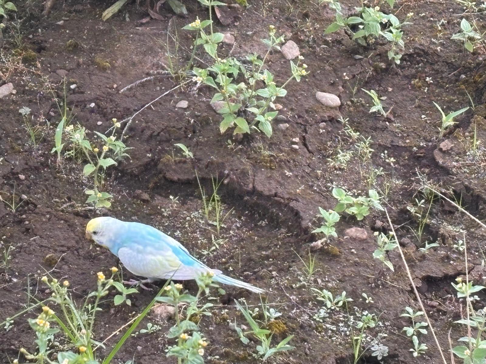 目撃された鳥 目撃された鳥