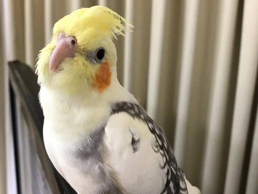 そらちゃん そらちゃん