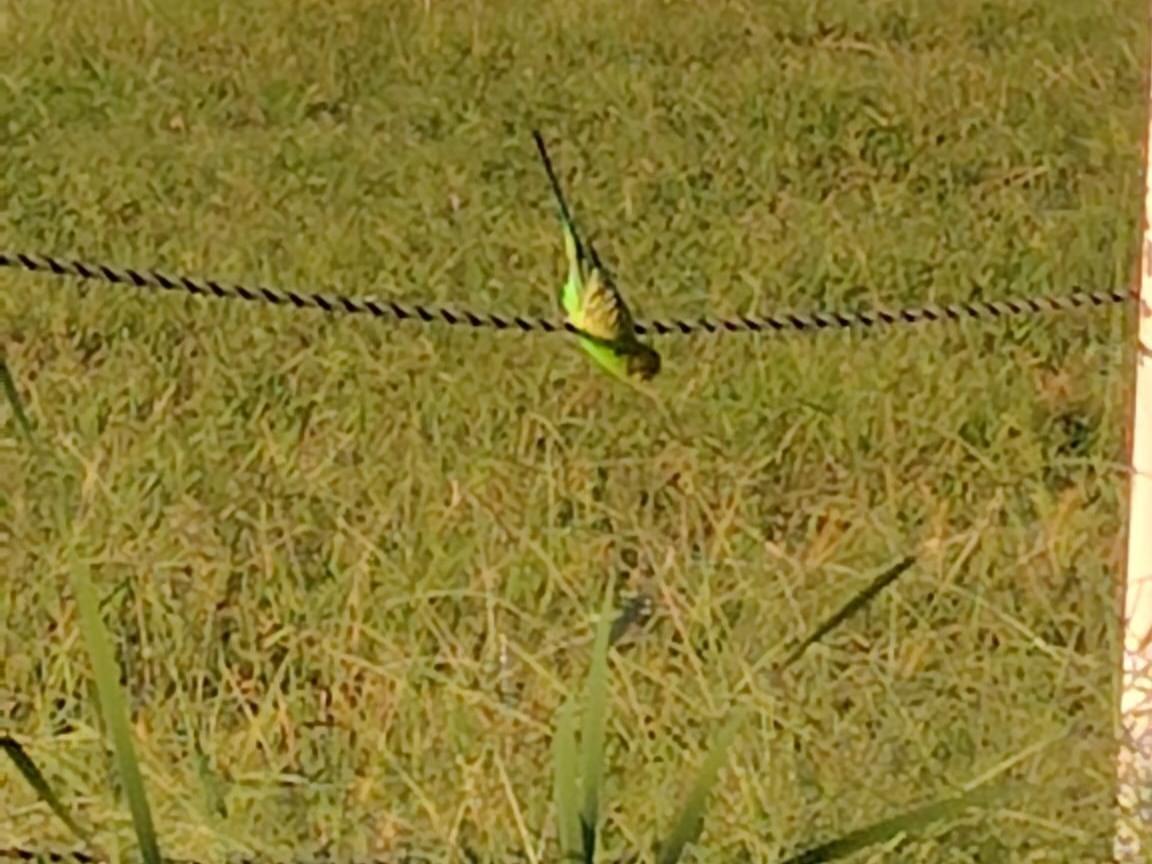目撃された鳥