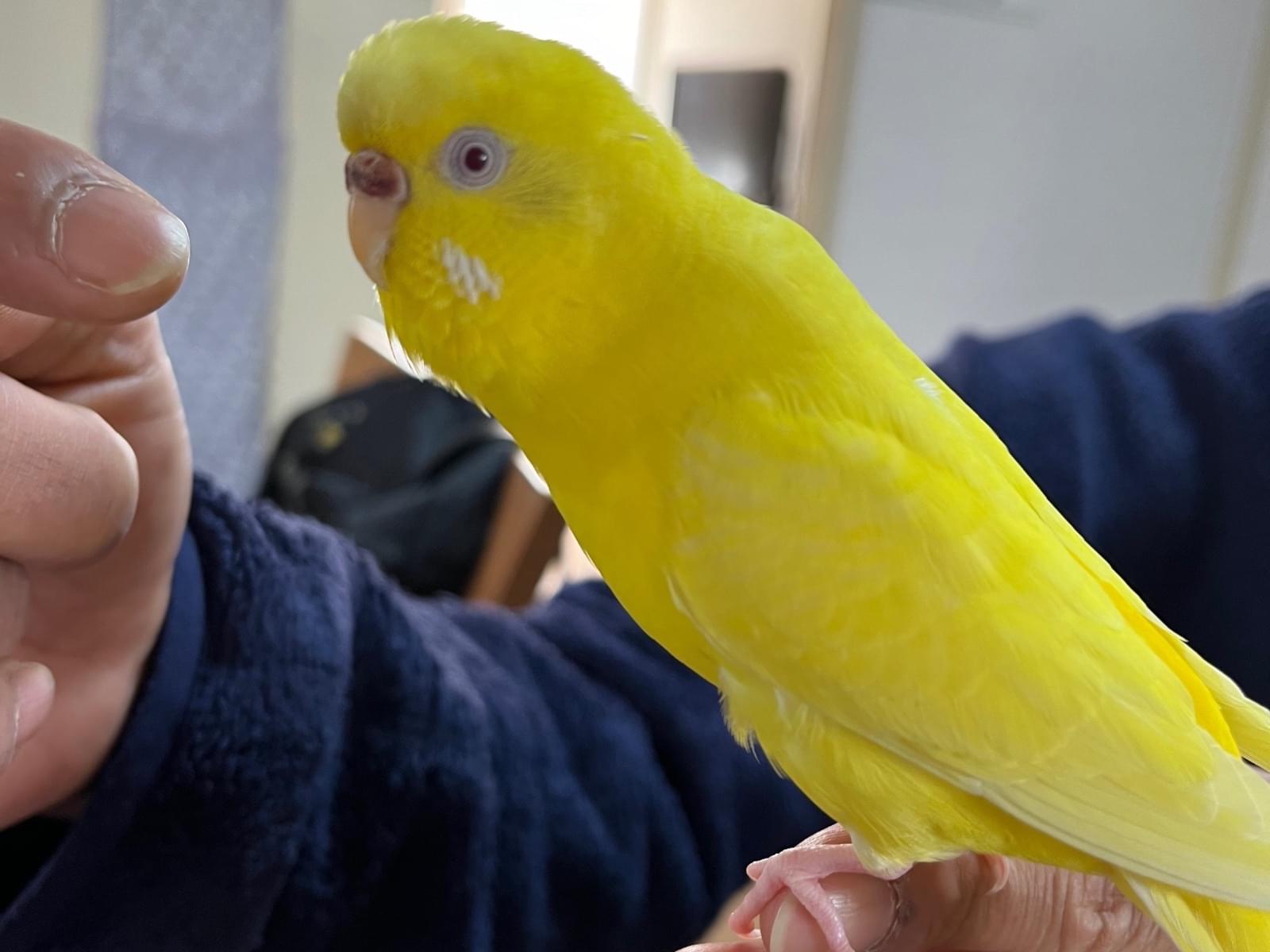 パインちゃん パインちゃん