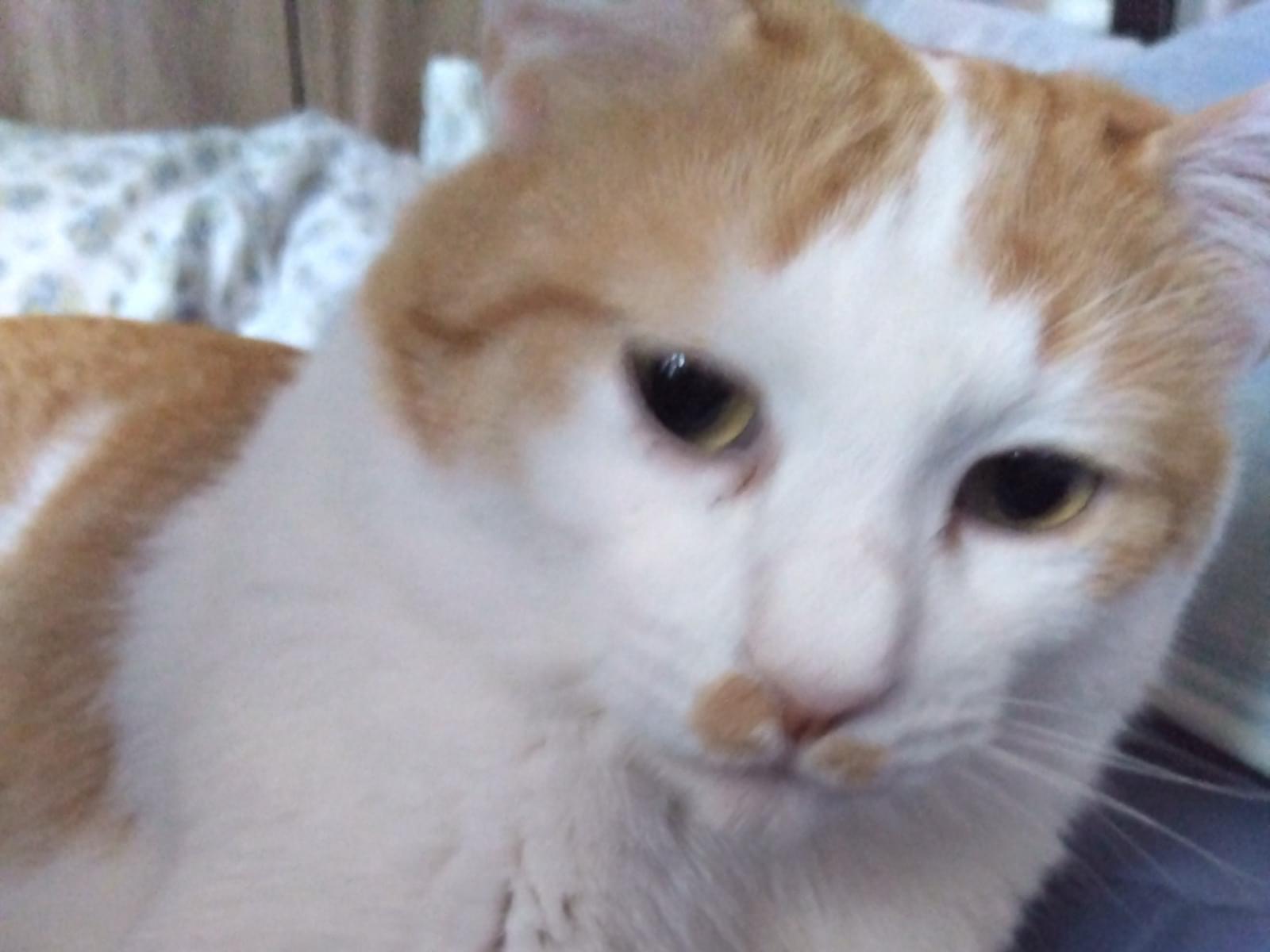 チャタロウちゃん