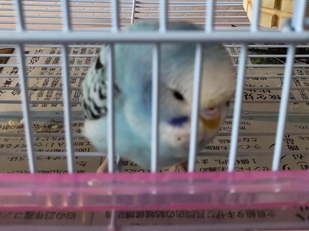 ぴーちゃん ぴーちゃん