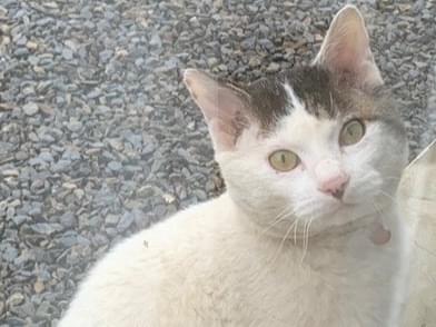 目撃された猫 目撃された猫
