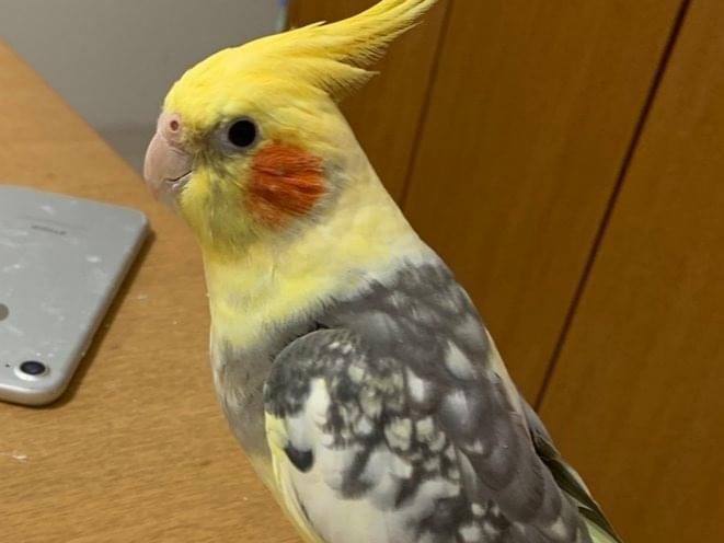 たろちゃん たろちゃん