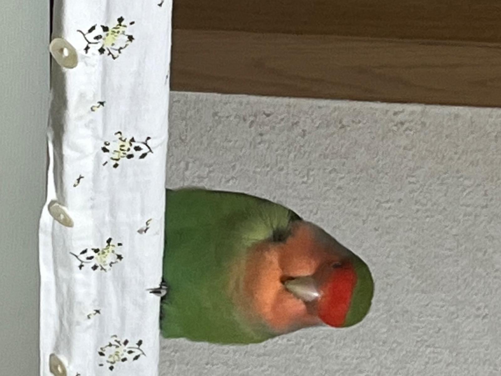 ララちゃん ララちゃん