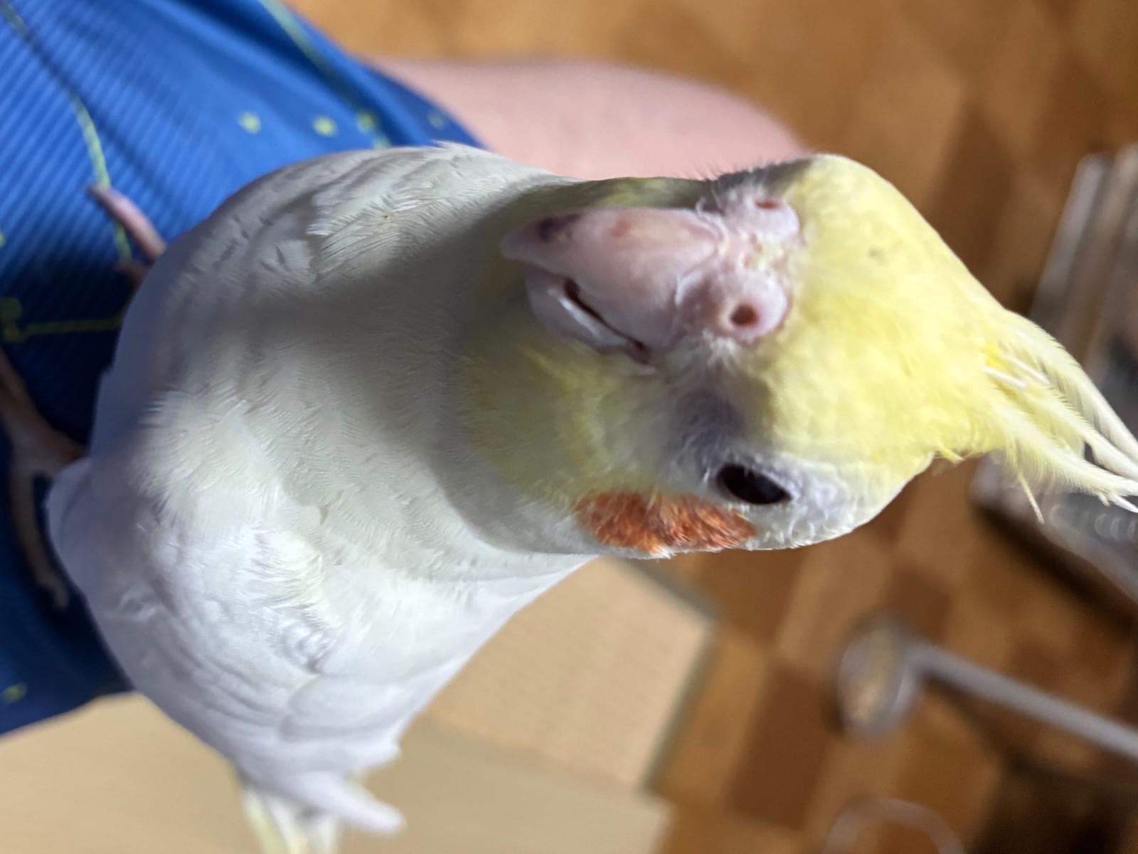 おいもちゃん