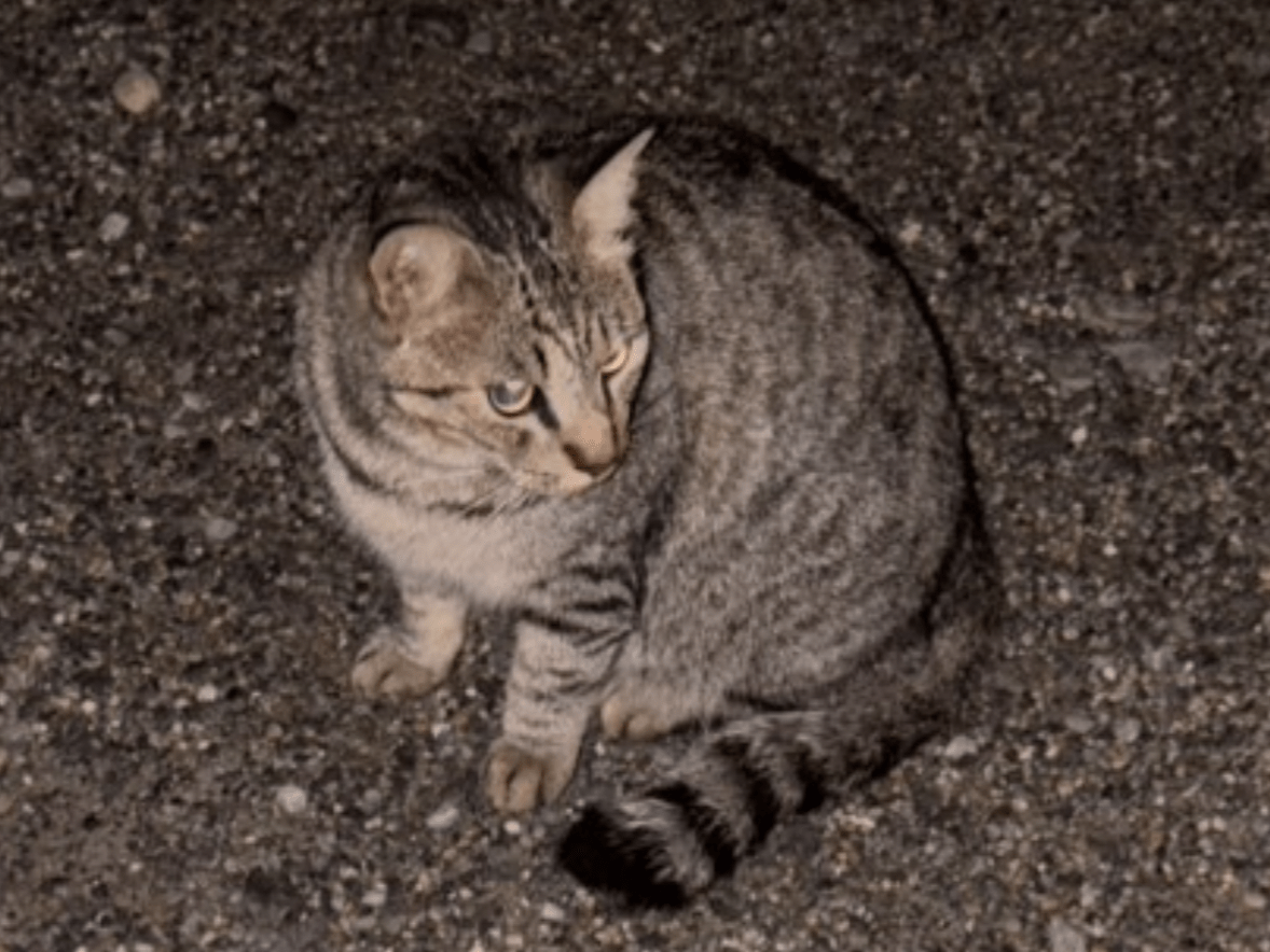 目撃された猫 目撃された猫
