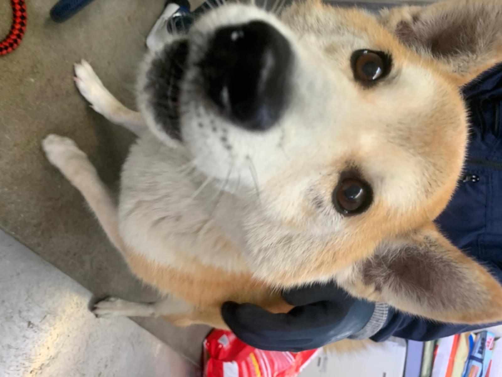 保護された犬 保護された犬