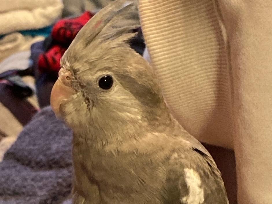 ふーちゃん ふーちゃん