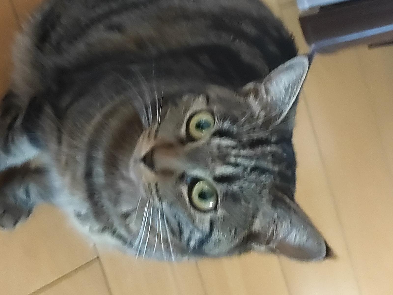 ムギちゃん ムギちゃん