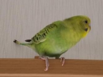 ピーちゃん ピーちゃん