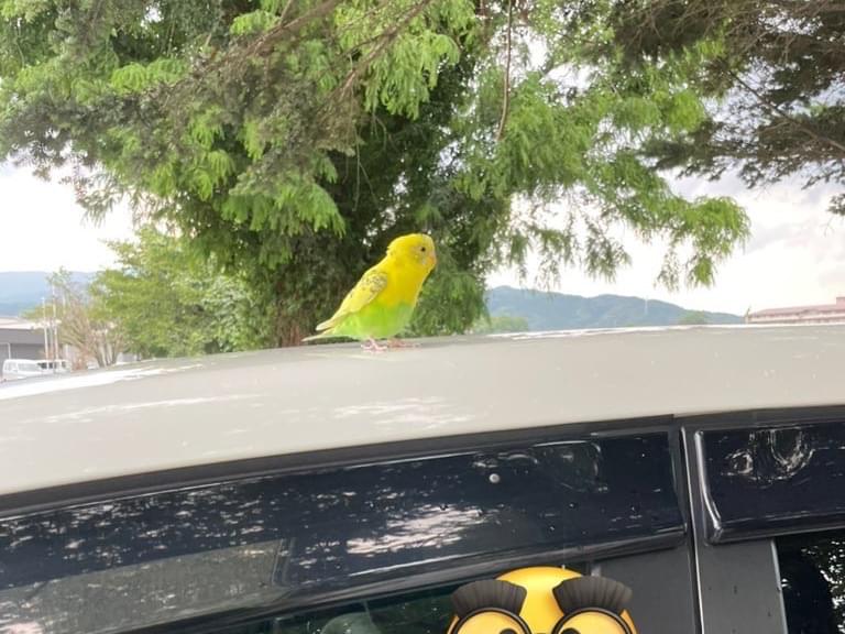 目撃された鳥 目撃された鳥