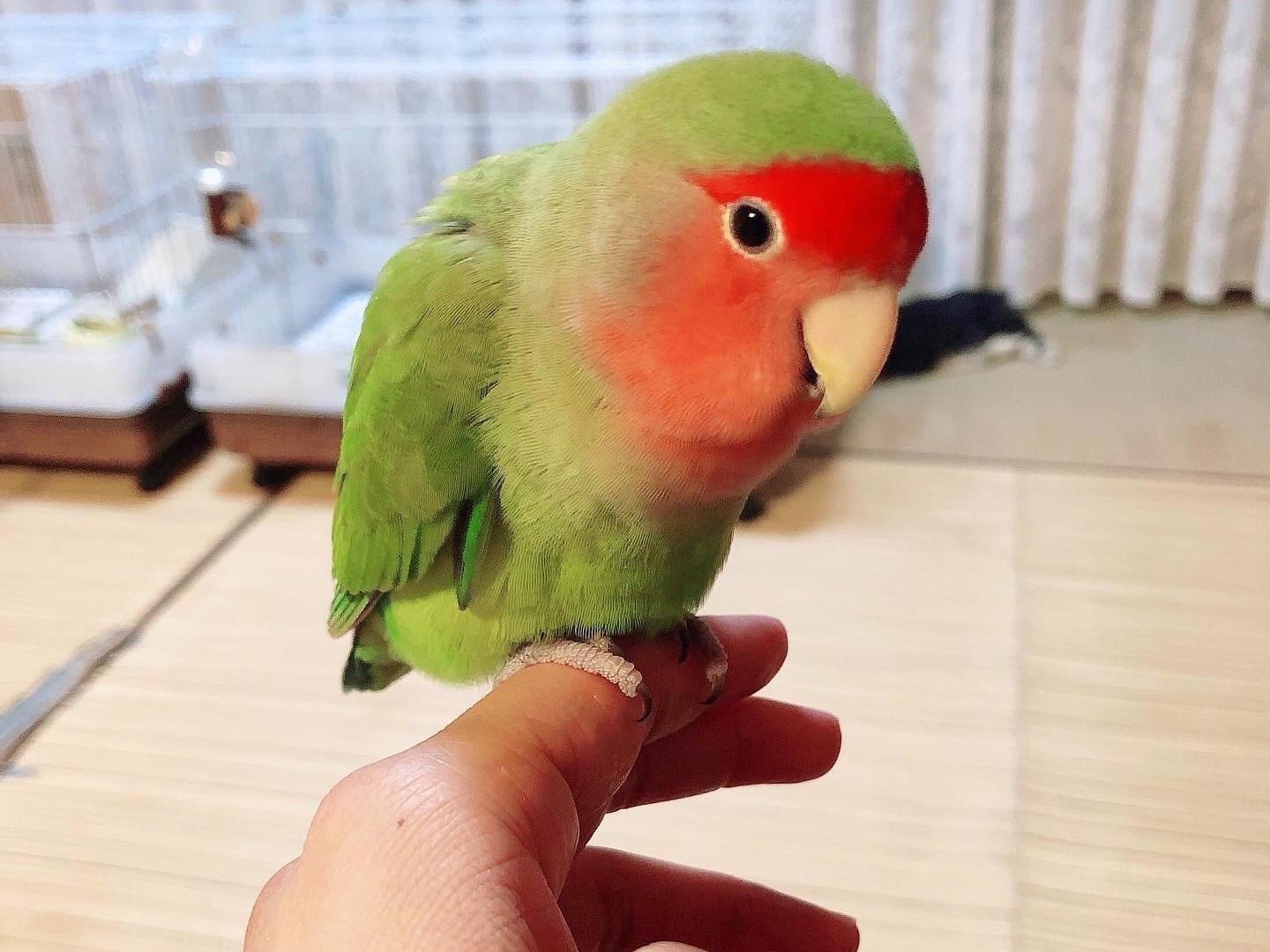 モジャちゃん モジャちゃん
