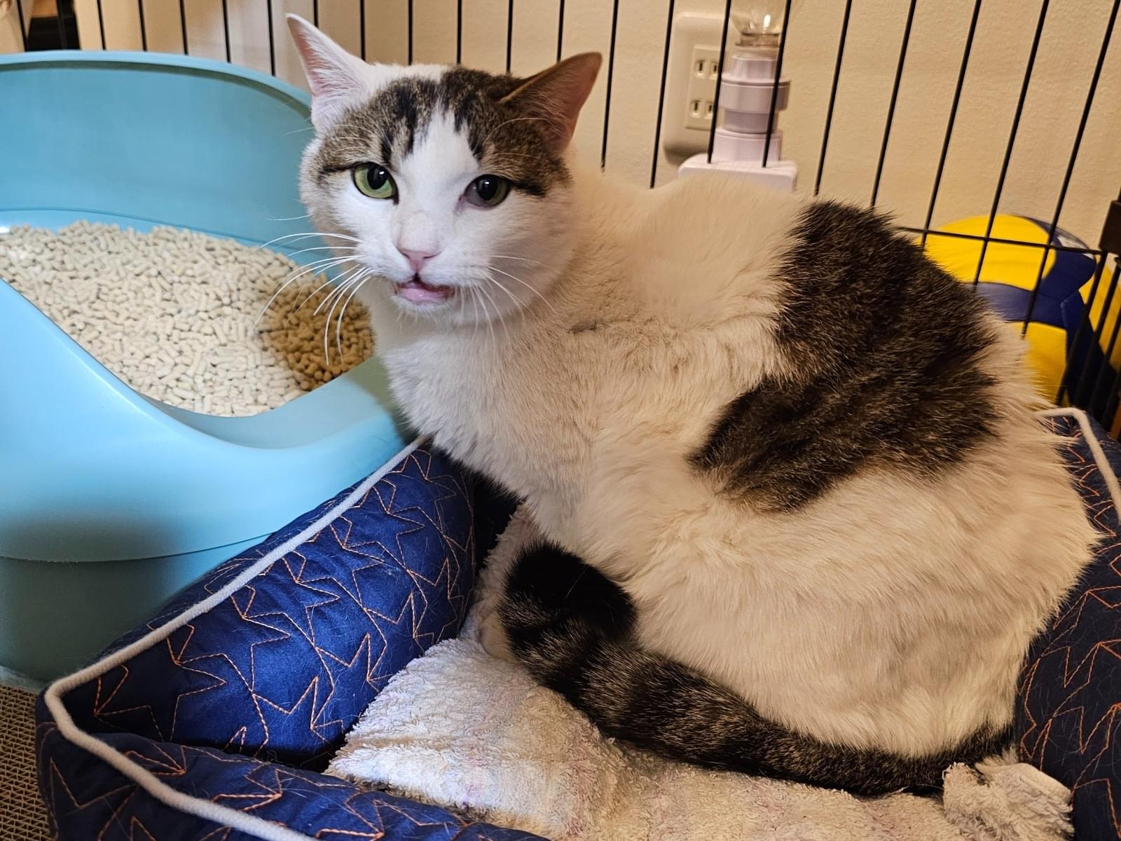 保護された猫 保護された猫