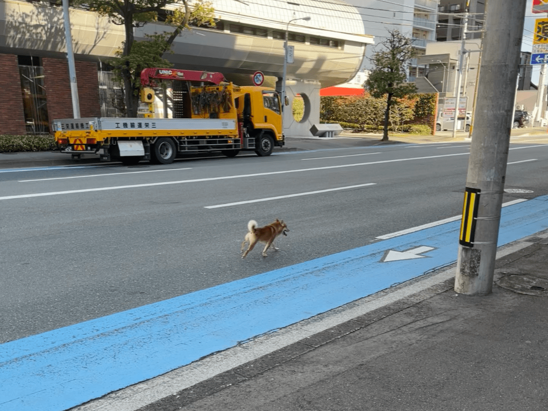 目撃された犬 目撃された犬