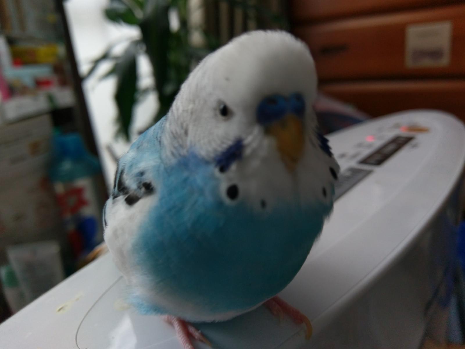 くるるちゃん くるるちゃん