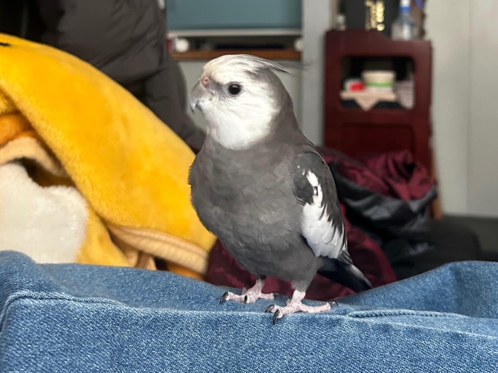 ポッポちゃん ポッポちゃん