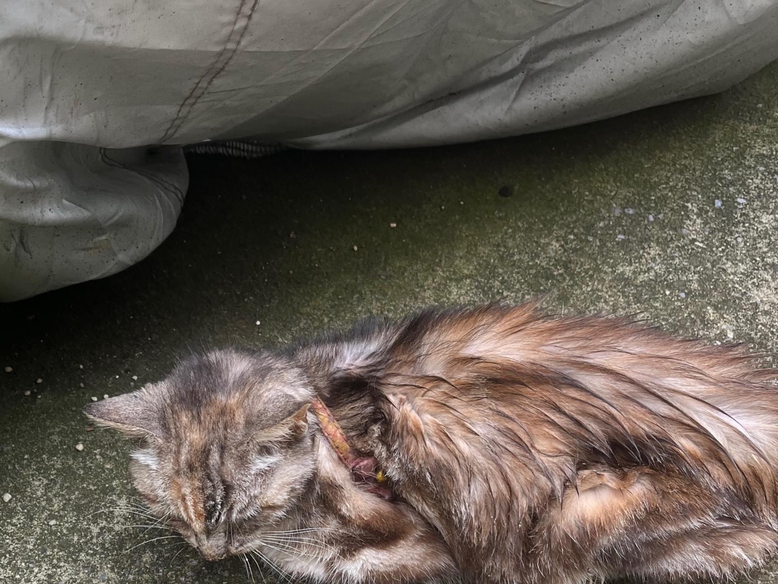 目撃された猫 目撃された猫