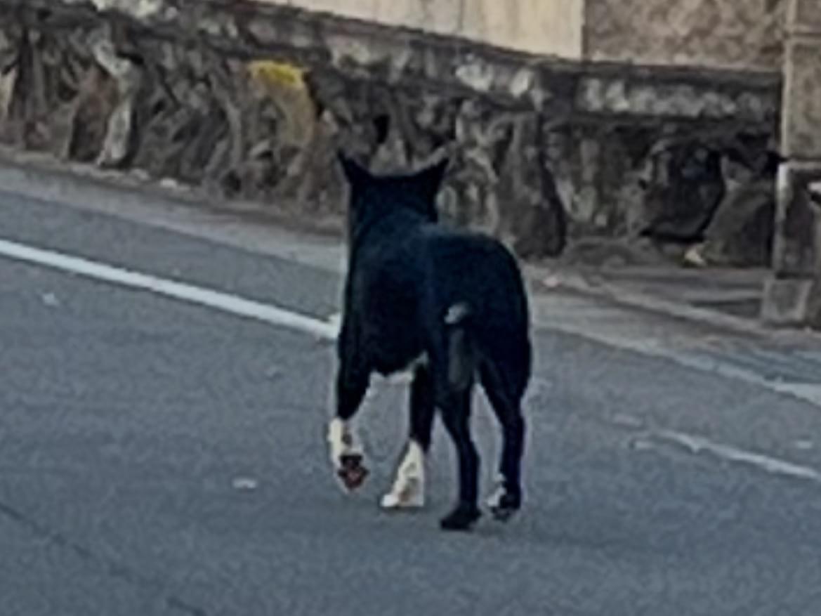 目撃された犬 目撃された犬