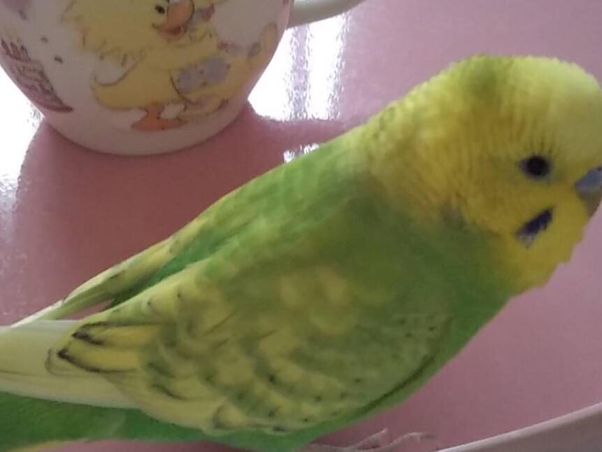 ぴーちゃん ぴーちゃん