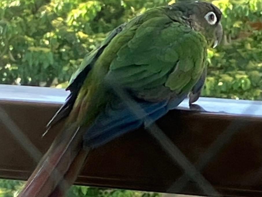 目撃された鳥 目撃された鳥
