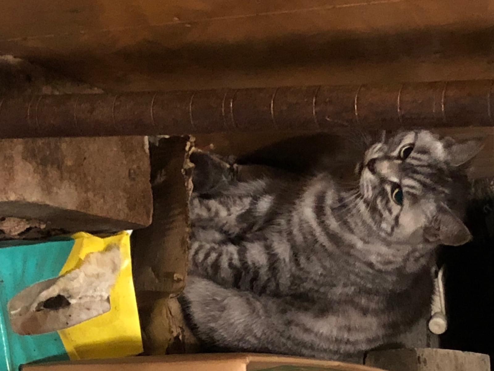目撃された猫 目撃された猫