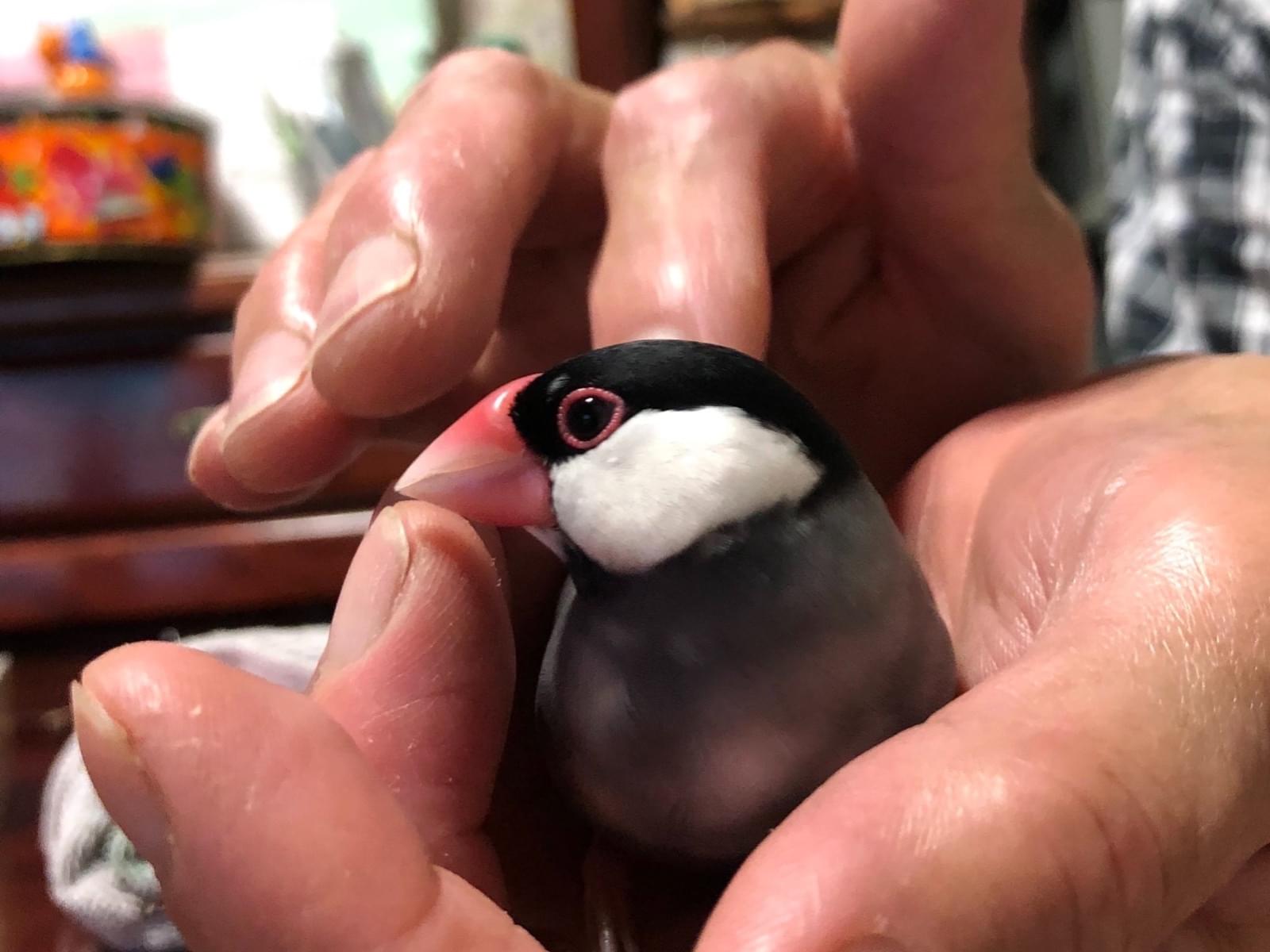 ブンちゃん ブンちゃん
