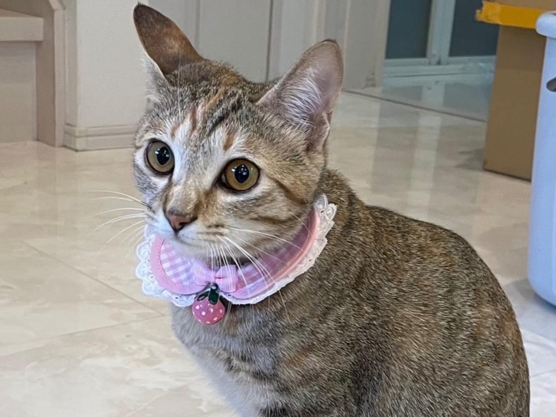 むくちゃん むくちゃん