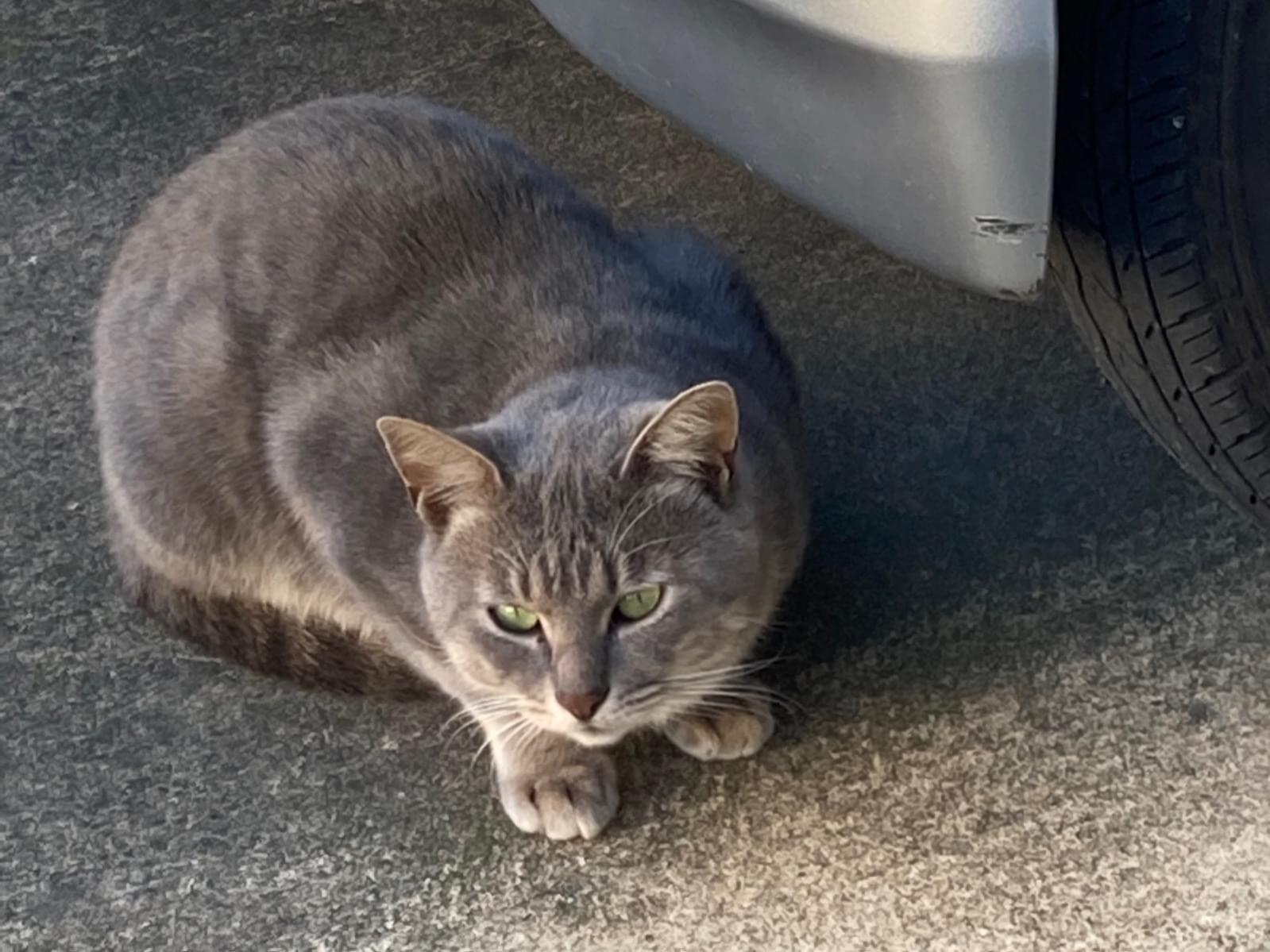 目撃された猫 目撃された猫