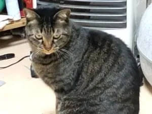 黒っぽいキジトラを探してます