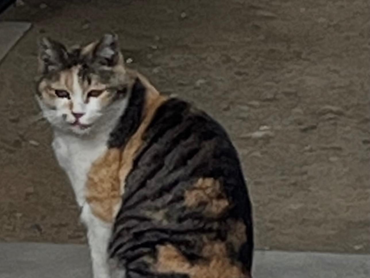 目撃された猫