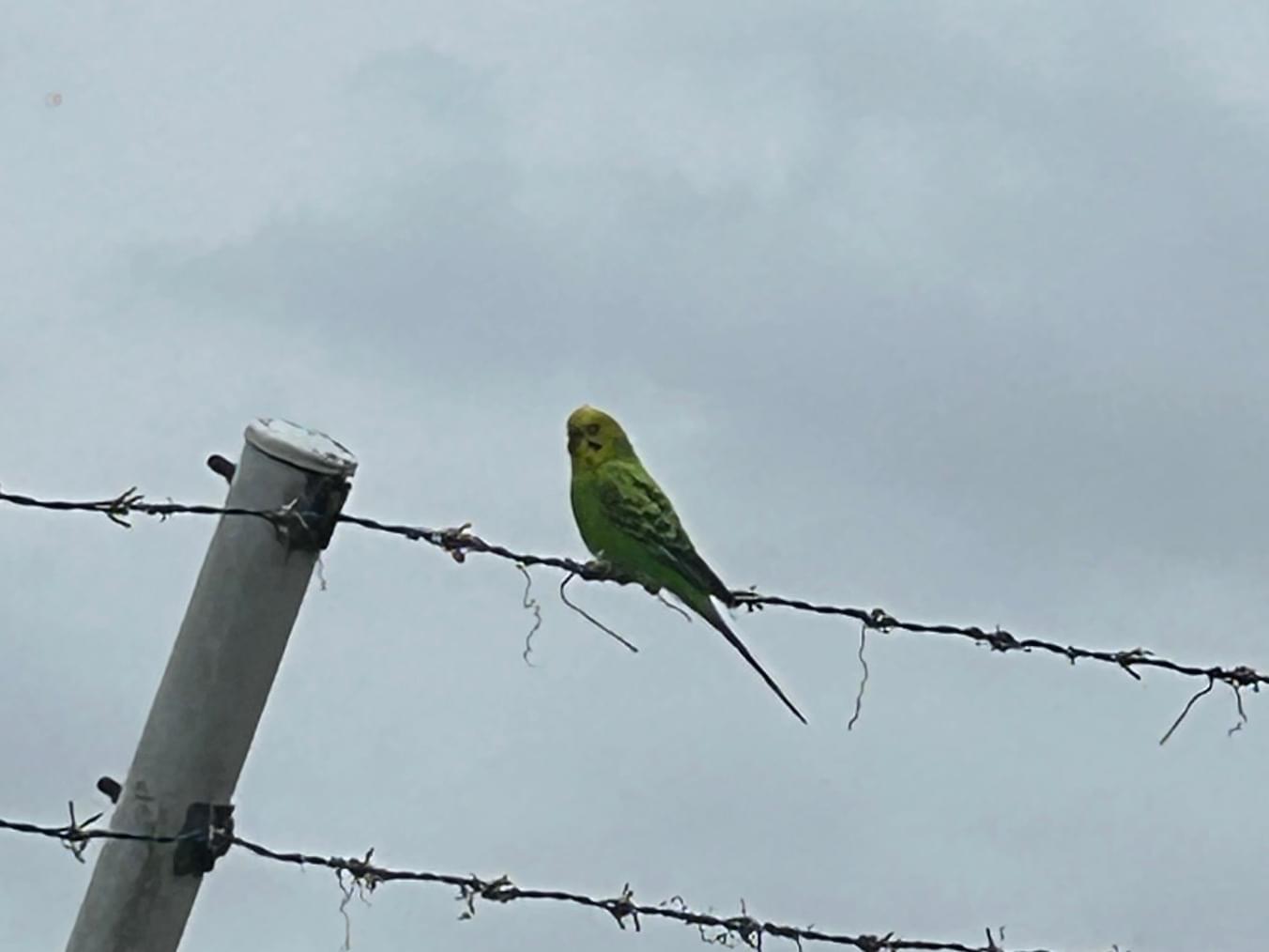 目撃された鳥 目撃された鳥