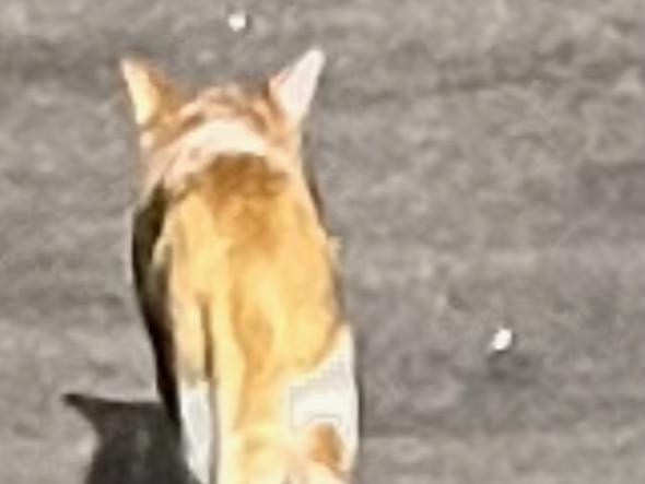 目撃された猫 目撃された猫