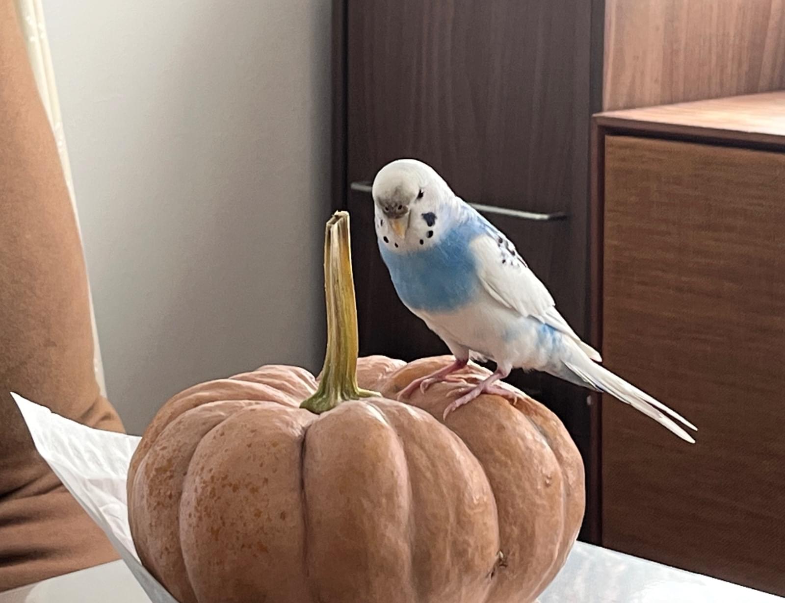 青がキレイなセキセイインコ