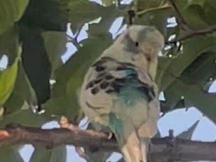 目撃された鳥