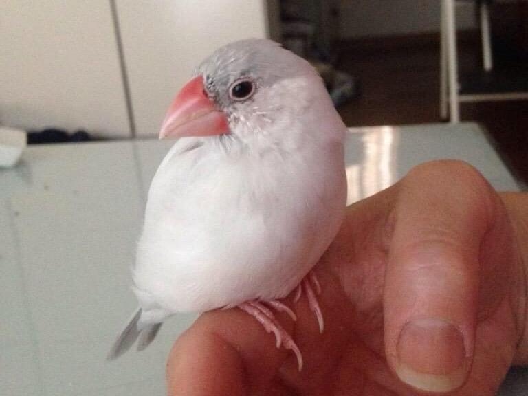 チッチちゃん チッチちゃん