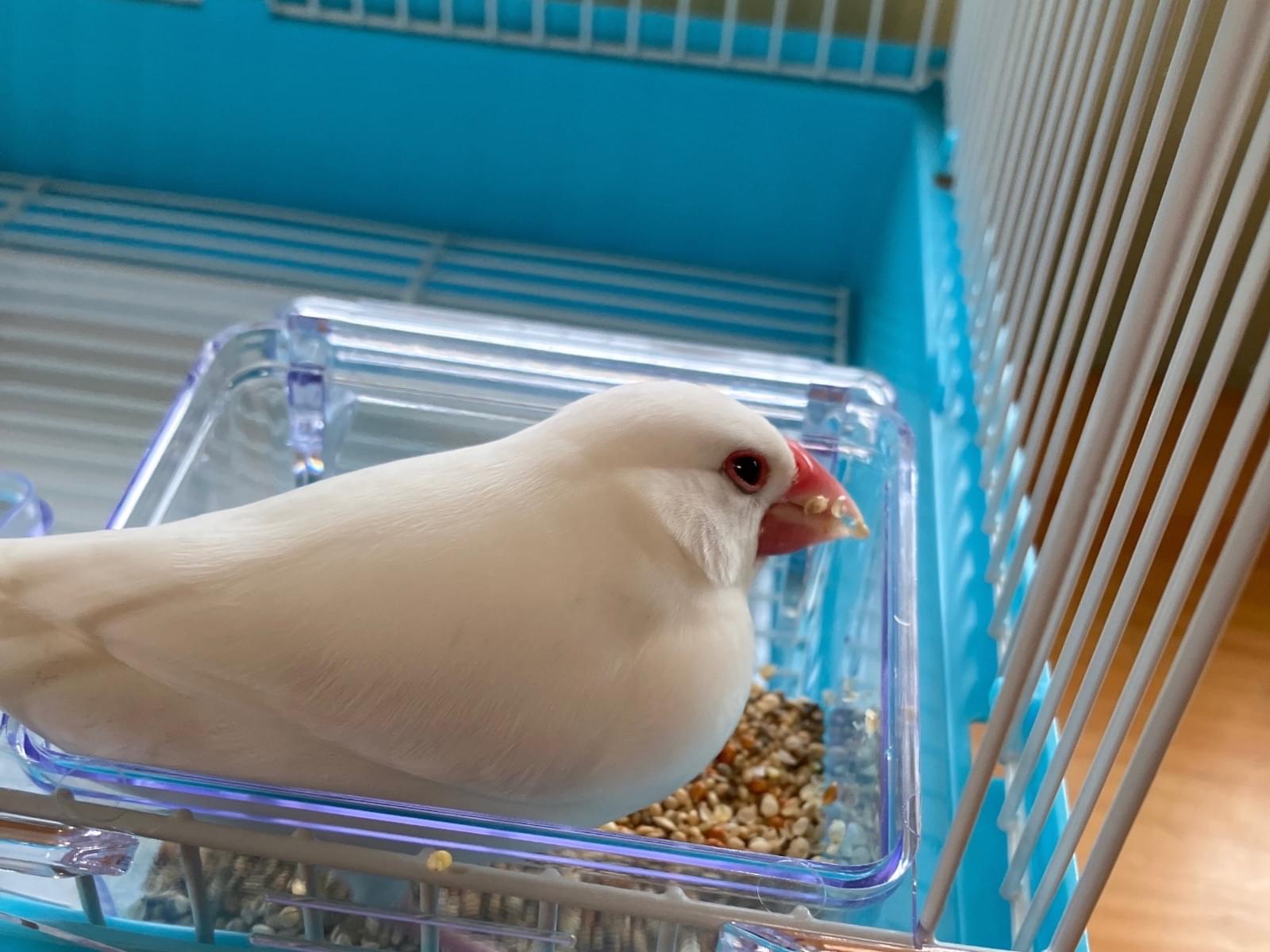 保護された鳥 保護された鳥