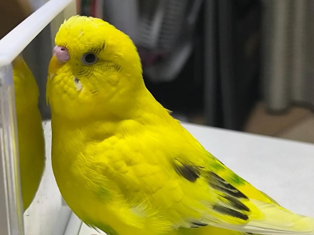 ピンキーちゃん ピンキーちゃん