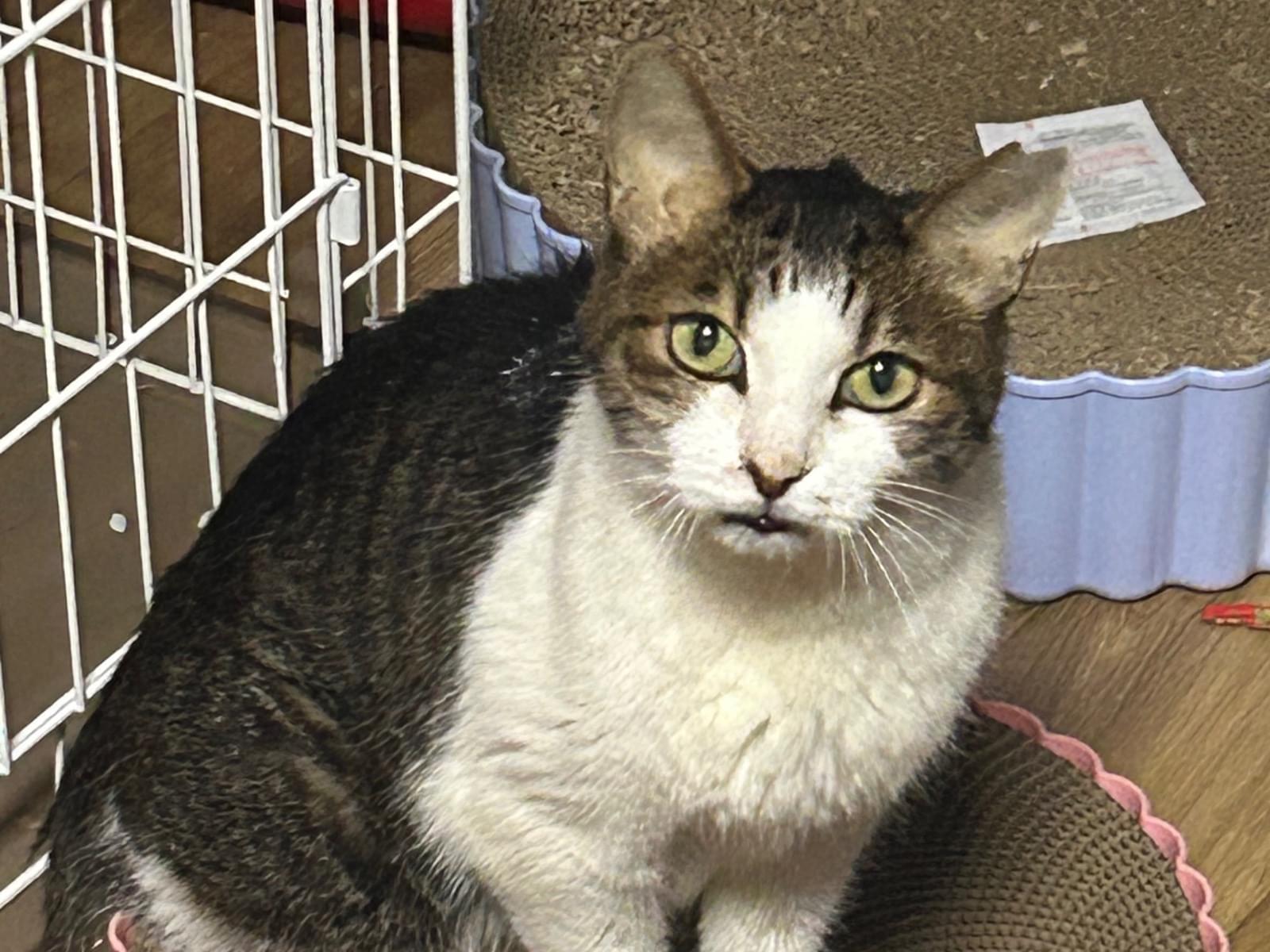 トトちゃん トトちゃん